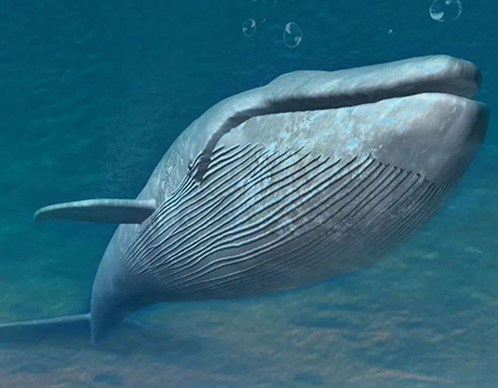 ���ܼ���_NEXO_��������